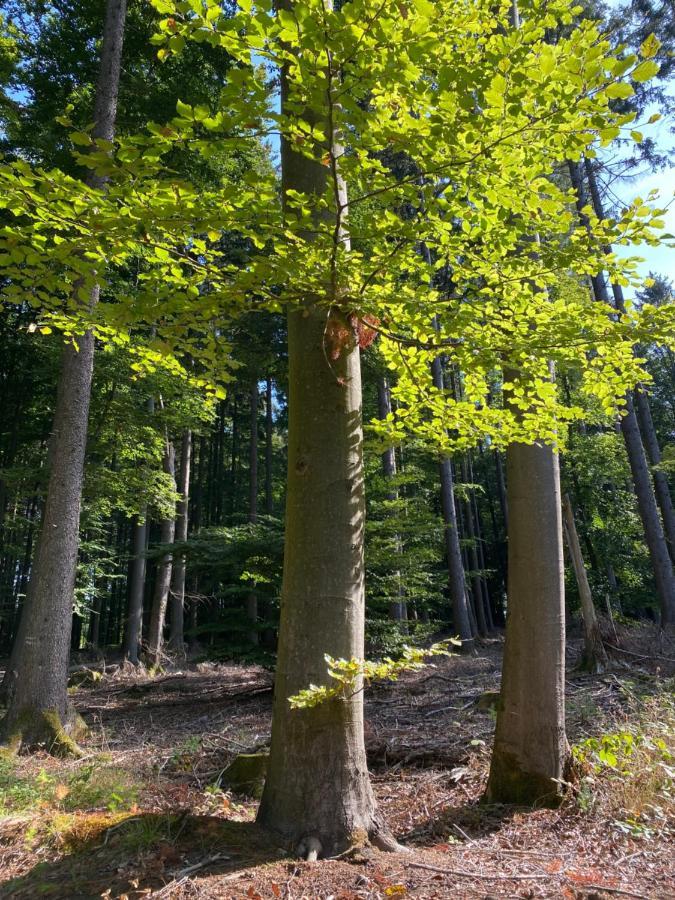 Ferienwohnung Waldblick Wilhelmsdorf Екстериор снимка